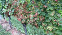 Vinogradništvo