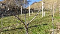 Vinogradništvo